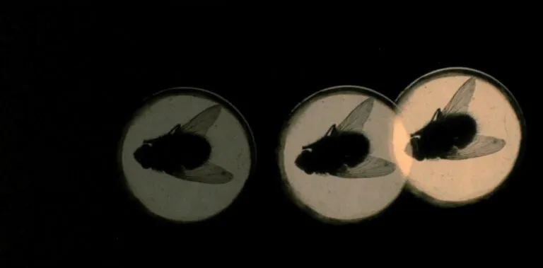 La Trilogía de los Animales