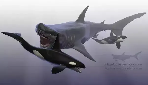 Il Megalodonte Esiste Ancora?