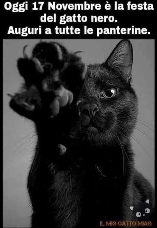 gatto nero
