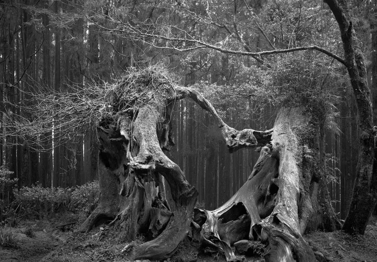 La Foresta di Hoia Baciu Dove Abita il Diavolo