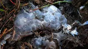 The Mystery of Oakville's Gelatinous Rain