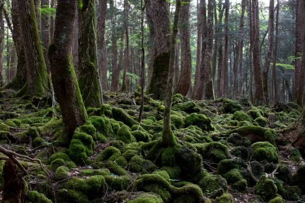 la foresta dei suicidi