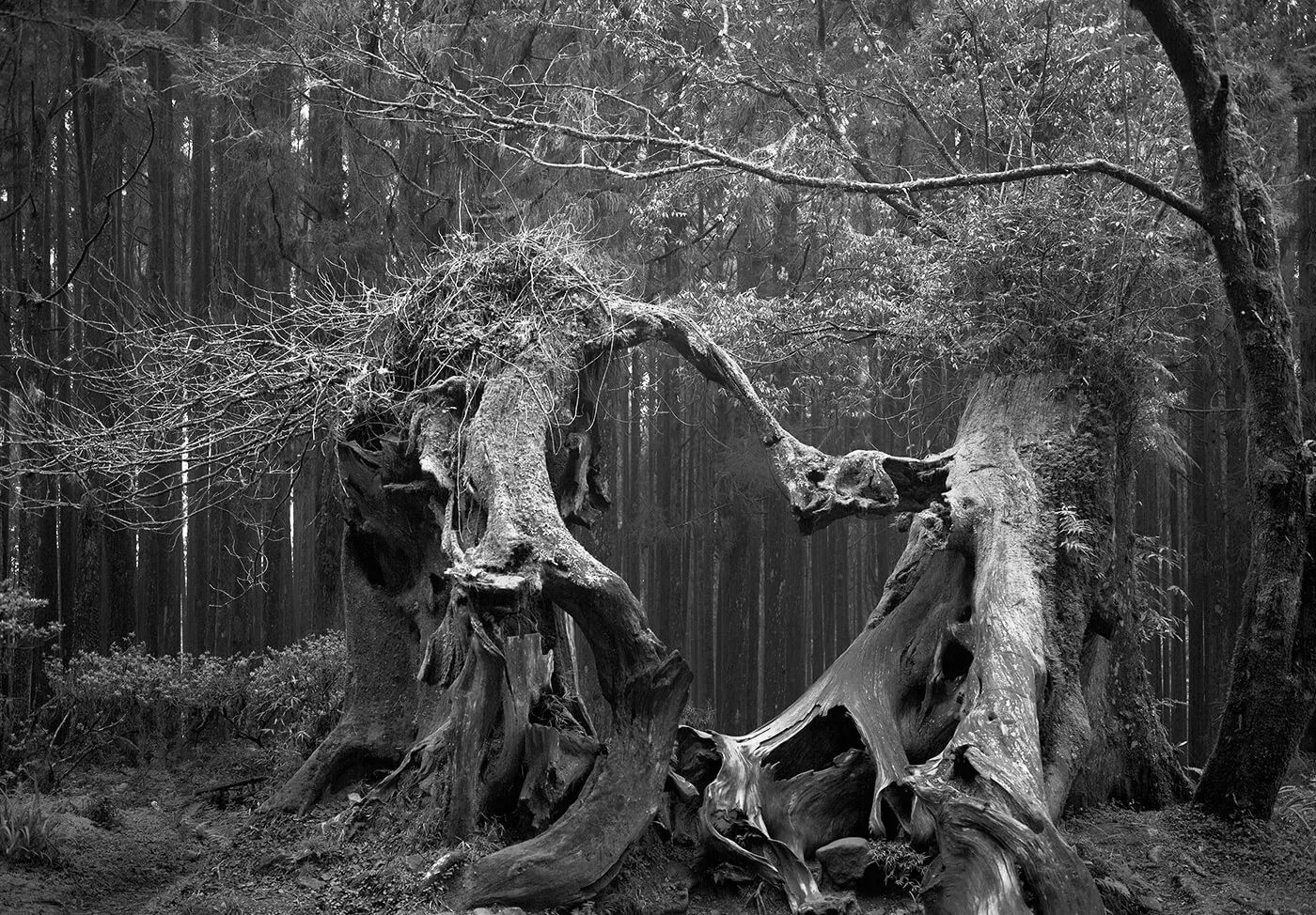 La Foresta di Hoia Baciu Dove Abita il Diavolo