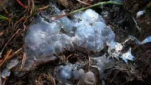 Il Mistero della Pioggia Gelatinosa di Oakville
