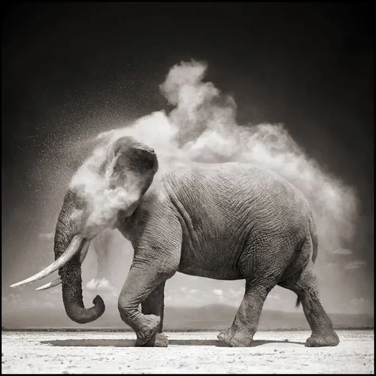 Nick Brandt La Bellezza Morente della Natura Selvaggia