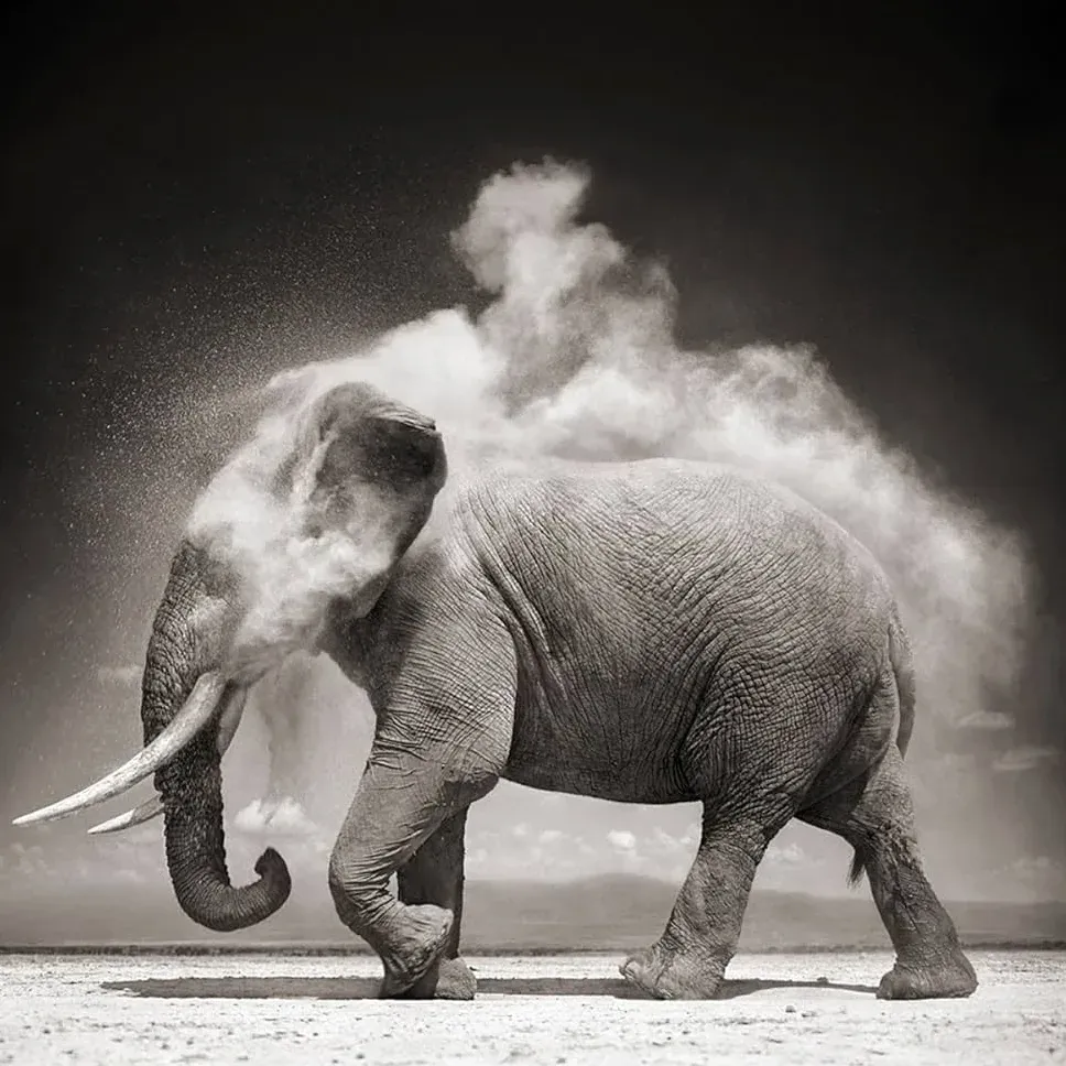 Nick Brandt La Bellezza Morente della Natura Selvaggia