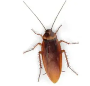 Lo scarafaggio-immagine-