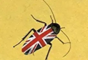 Lo scarafaggio-inghilterre-